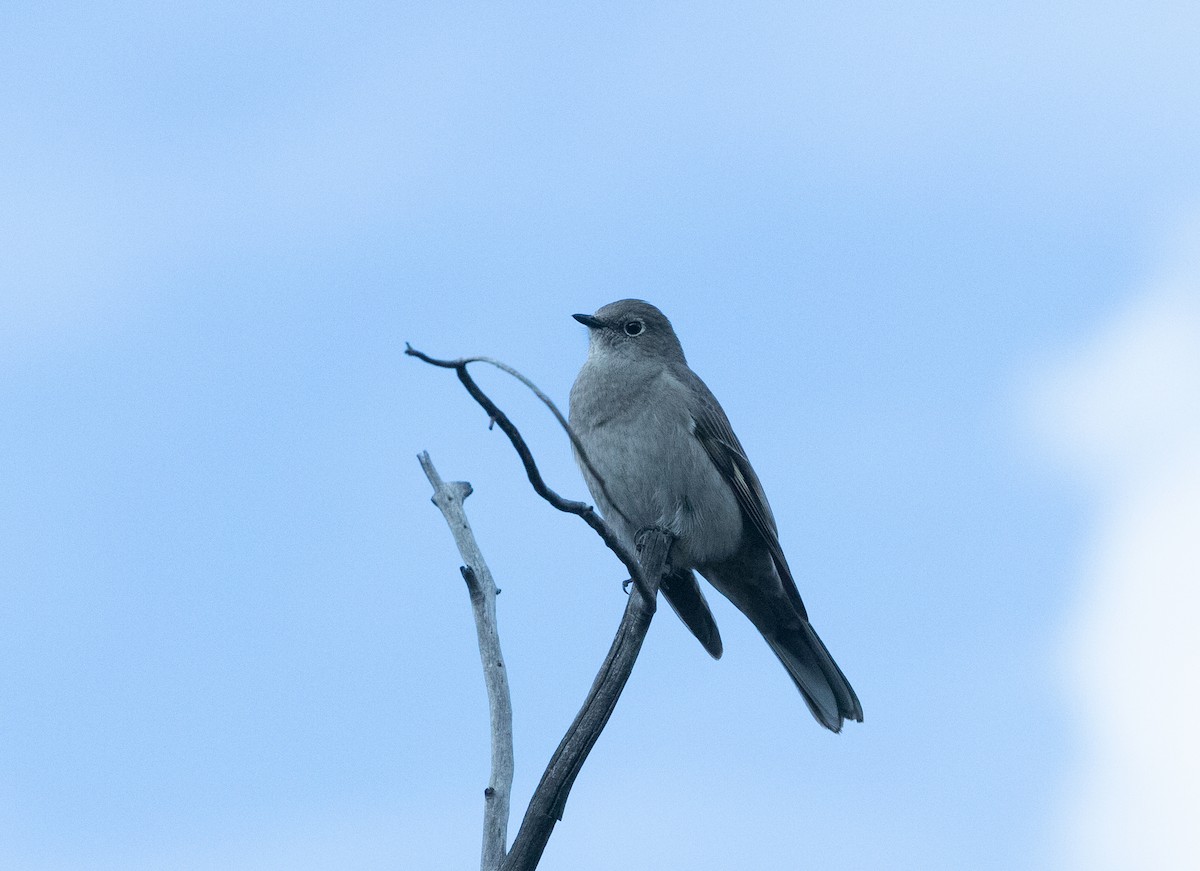 Townsend's Solitaire - ML518381511