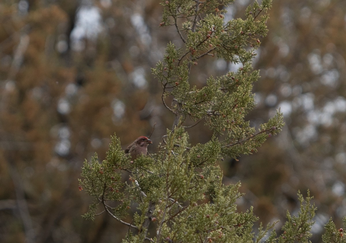 Cassin's Finch - ML518381671