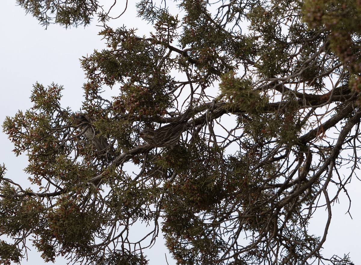 Cassin's Finch - ML518381681