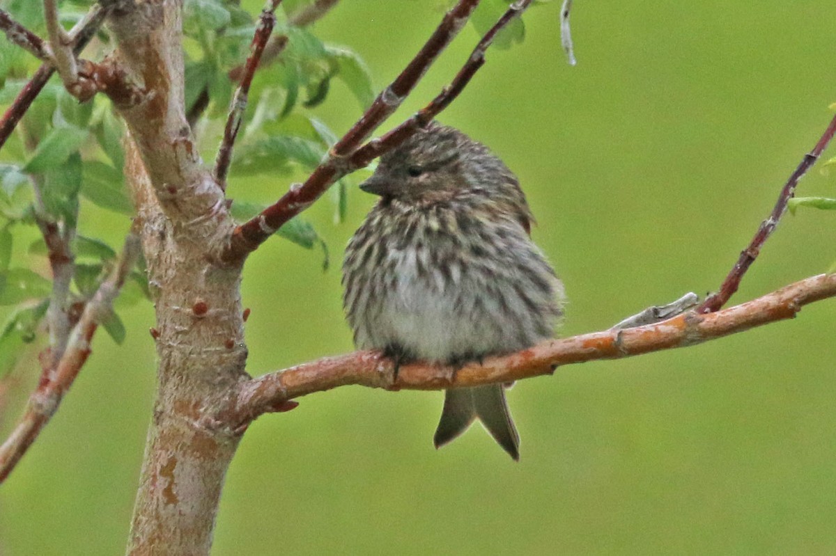 Common Redpoll - ML518382041