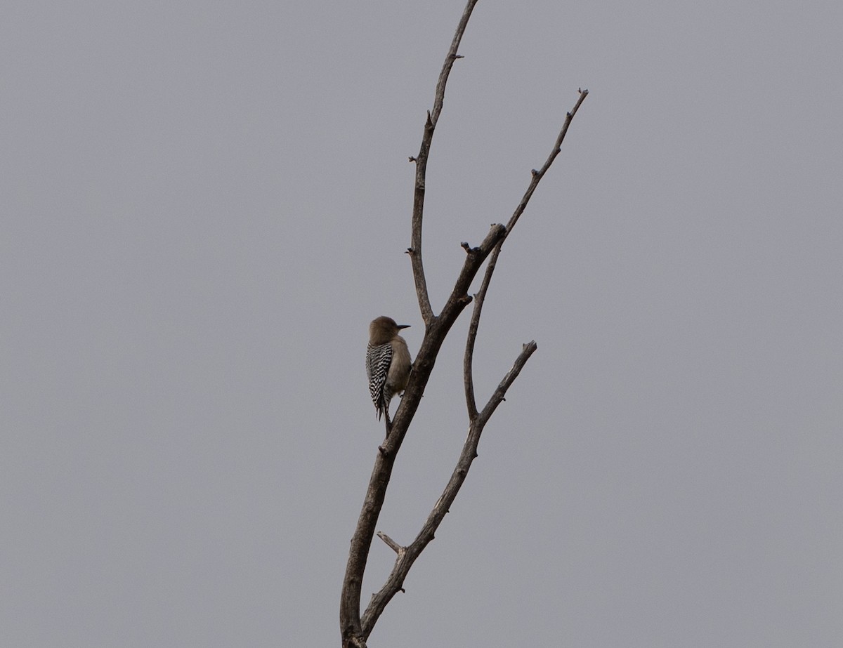 Gila Woodpecker - ML518382111