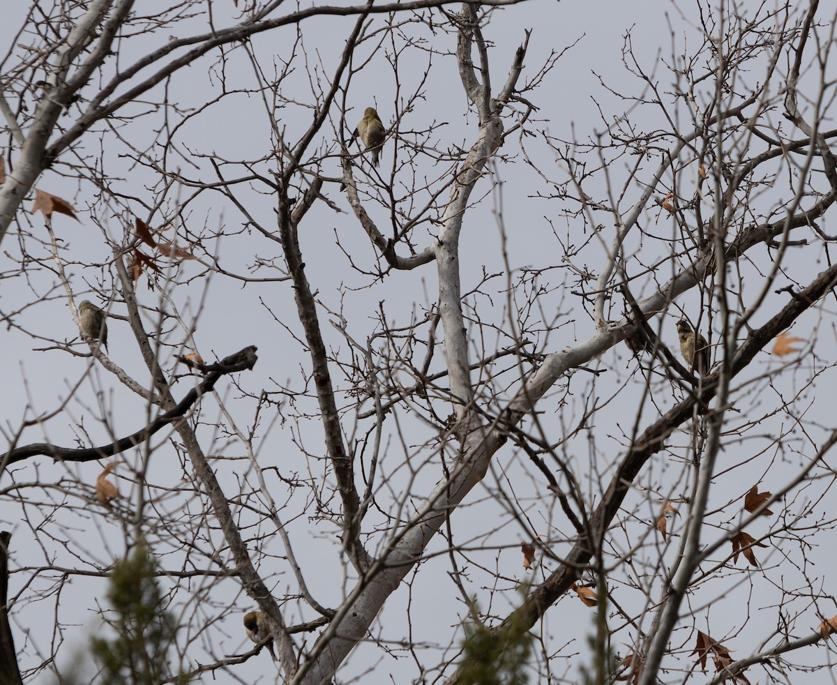 Evening Grosbeak - ML518382391