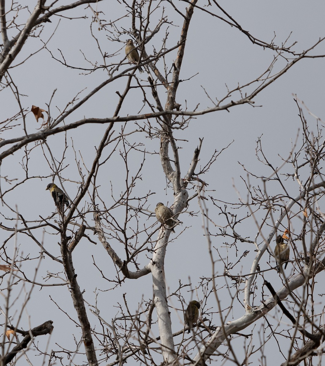 Evening Grosbeak - ML518382431
