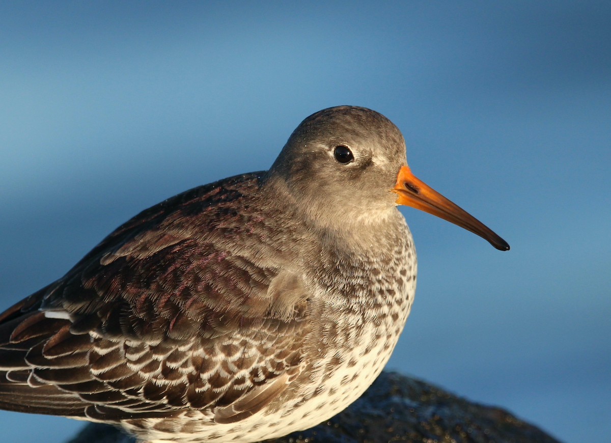 Purple Sandpiper - ML518382601