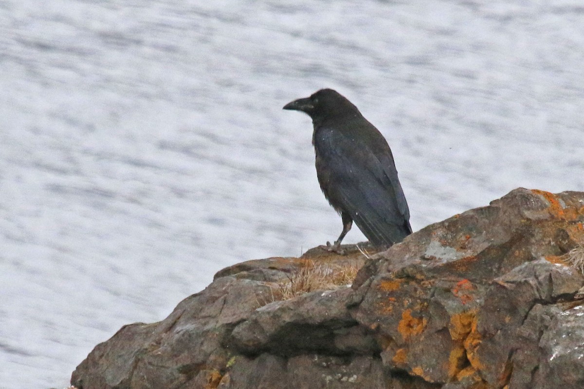 Common Raven - ML518385191