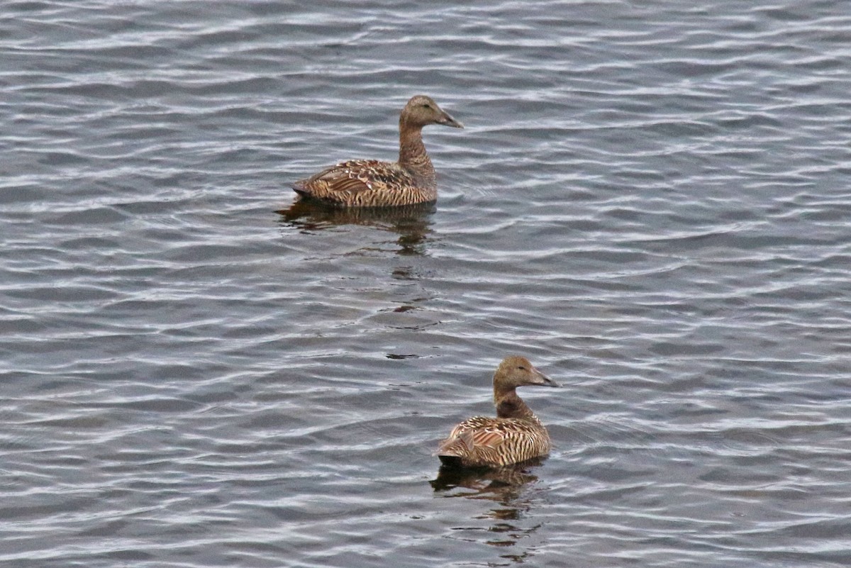 Common Eider - ML518385501