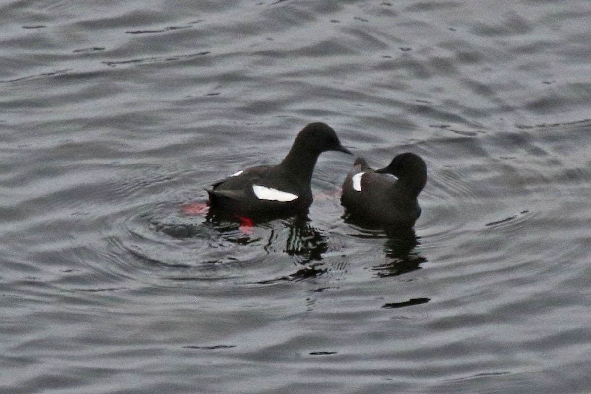 Black Guillemot - ML518385771