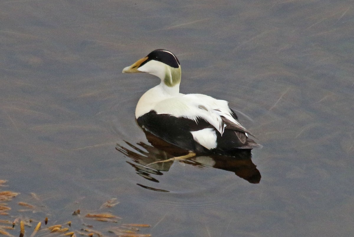 Common Eider - ML518386181