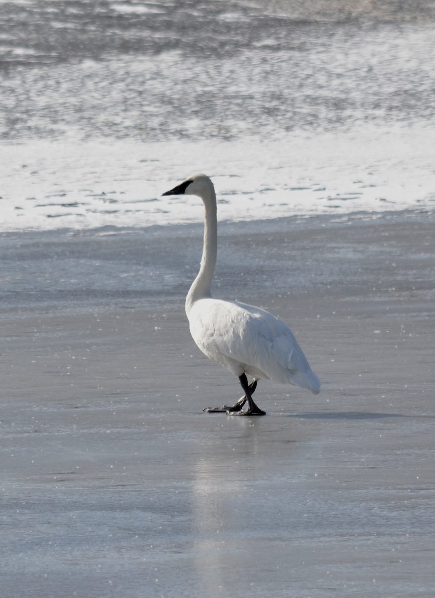 Cygne trompette - ML51838621