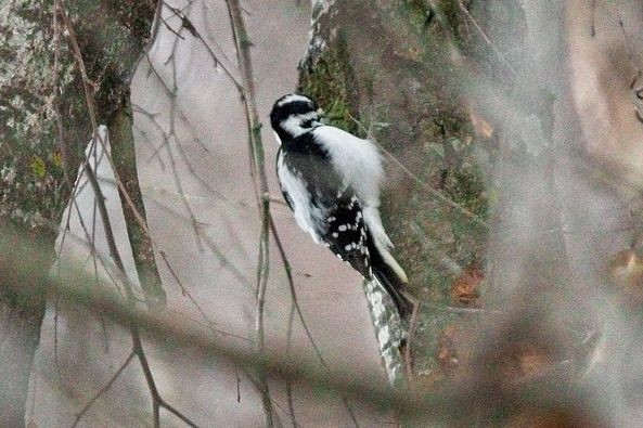 Hairy Woodpecker - ML518386651
