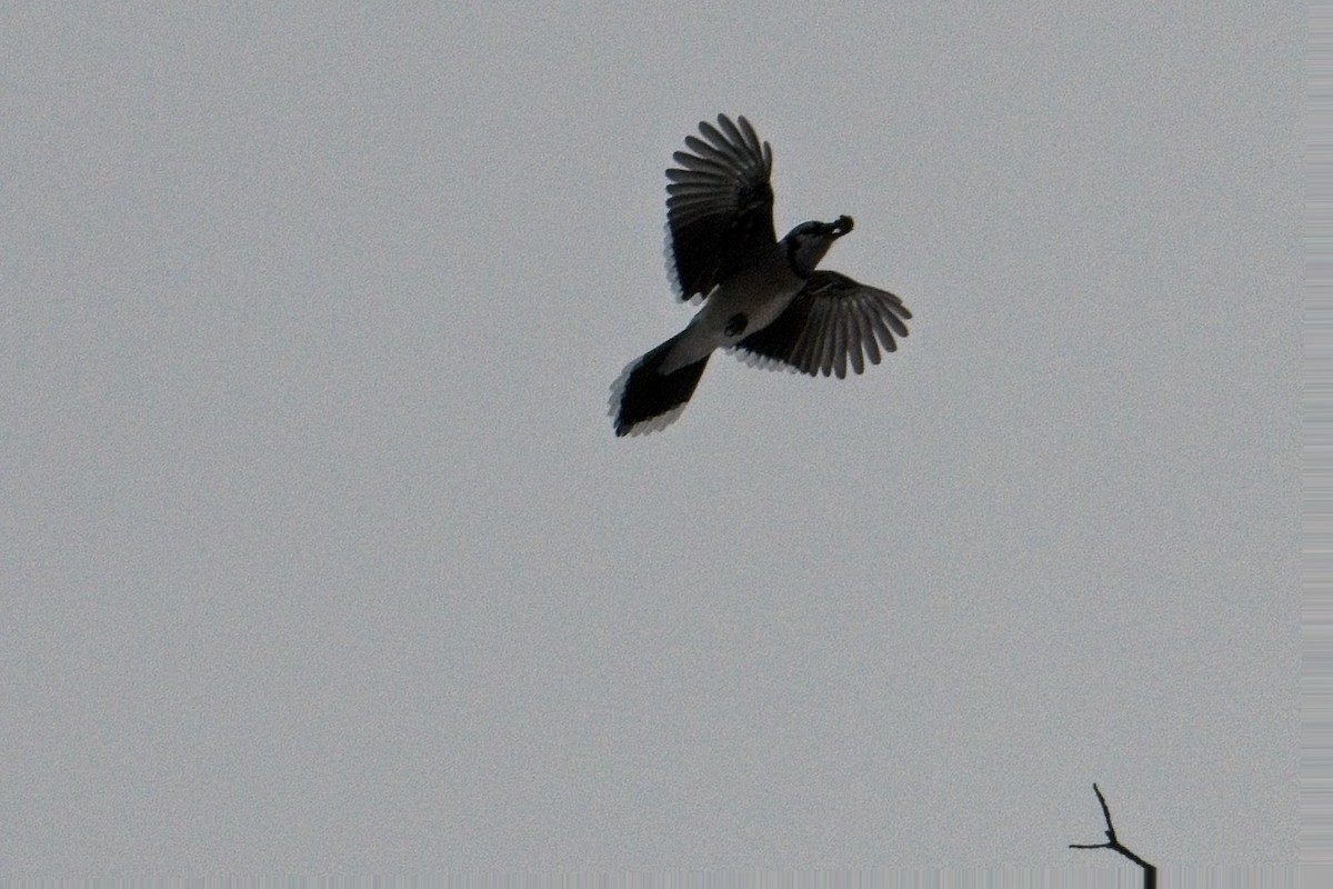 Blue Jay - ML518386941