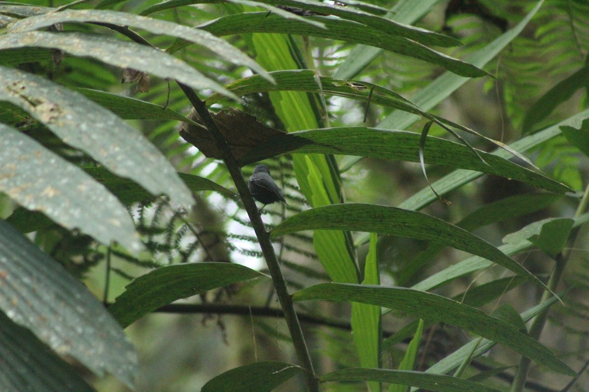 Slaty Antwren - ML518388531