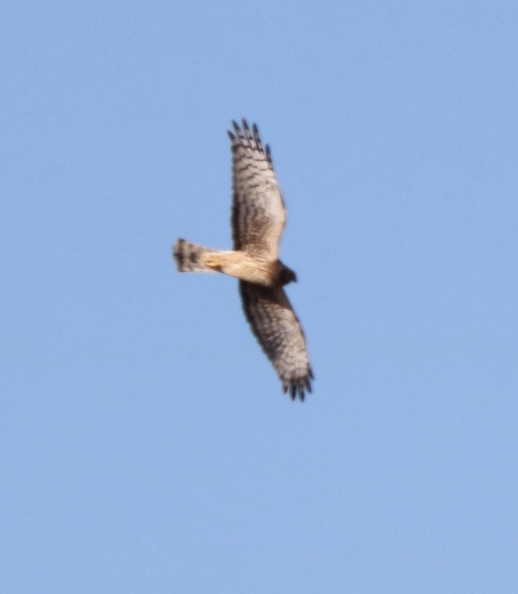 Northern Harrier - ML518388841