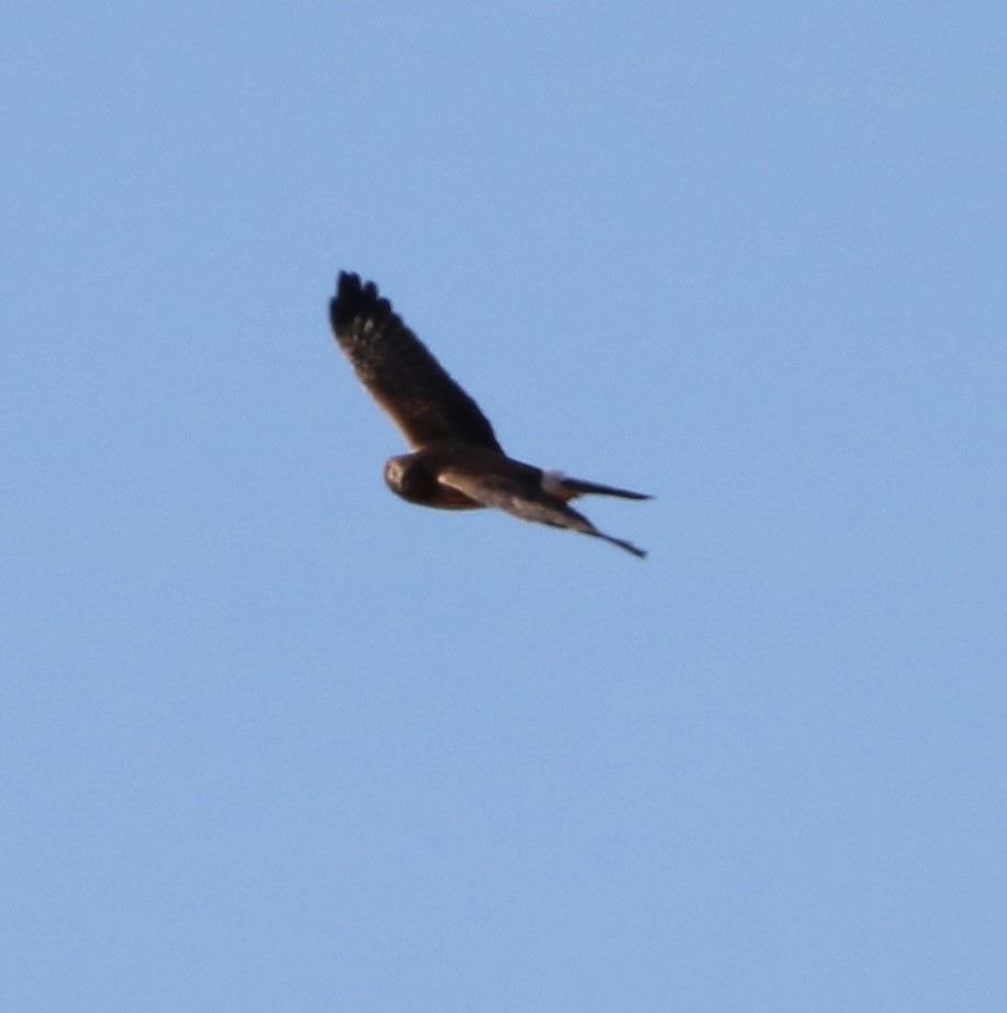 Northern Harrier - ML518388861