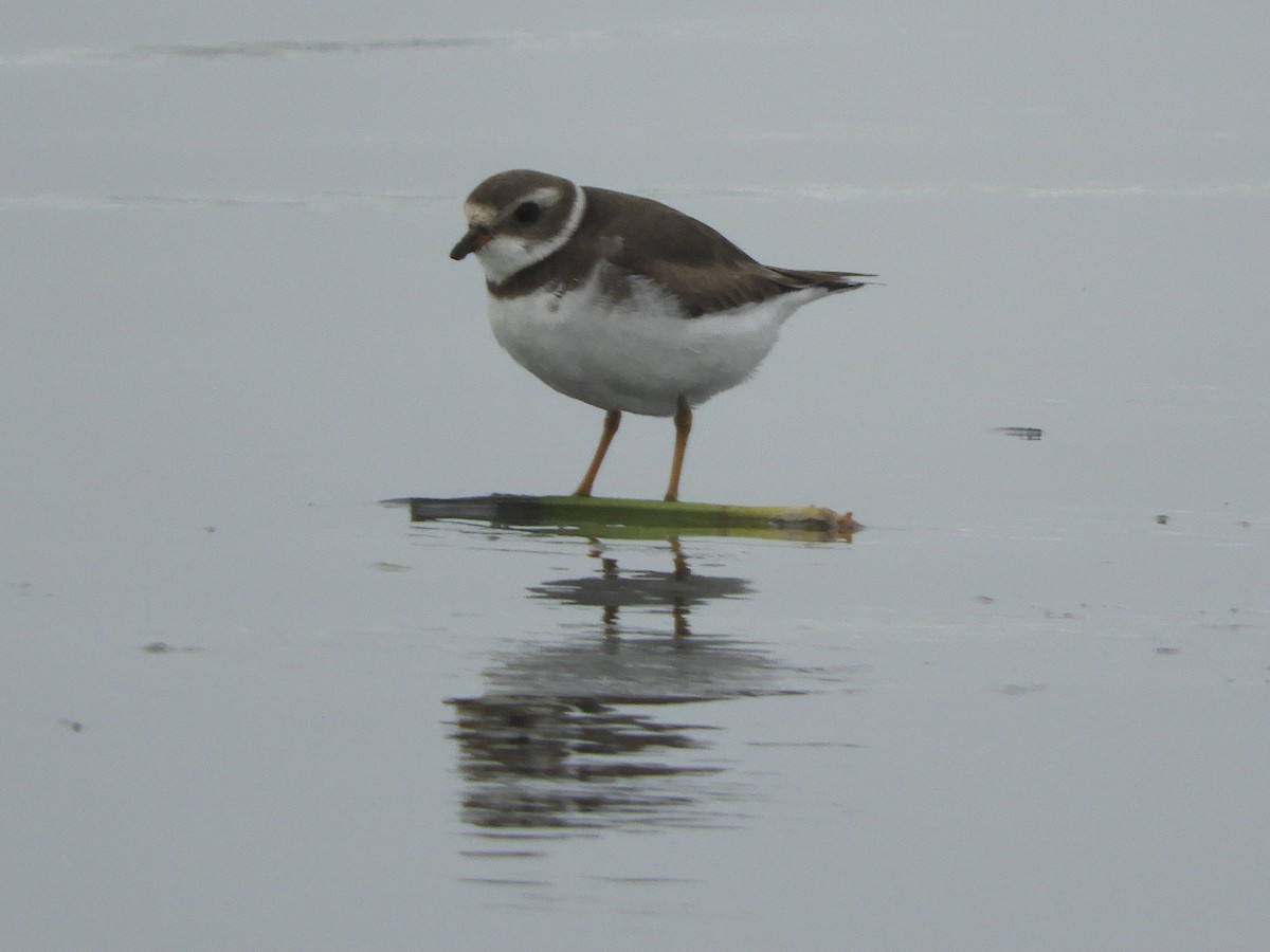 Semipalmated Plover - ML518389071