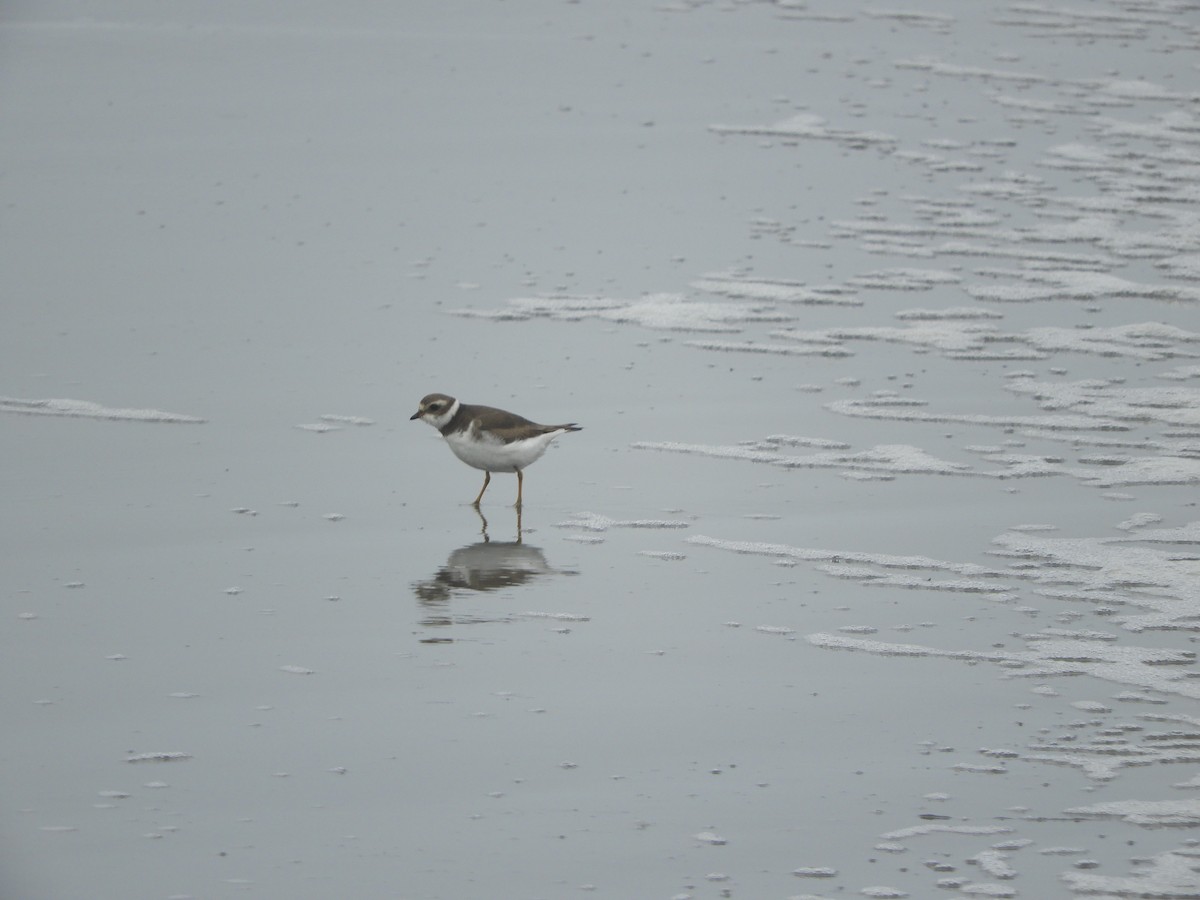 Semipalmated Plover - ML518389371
