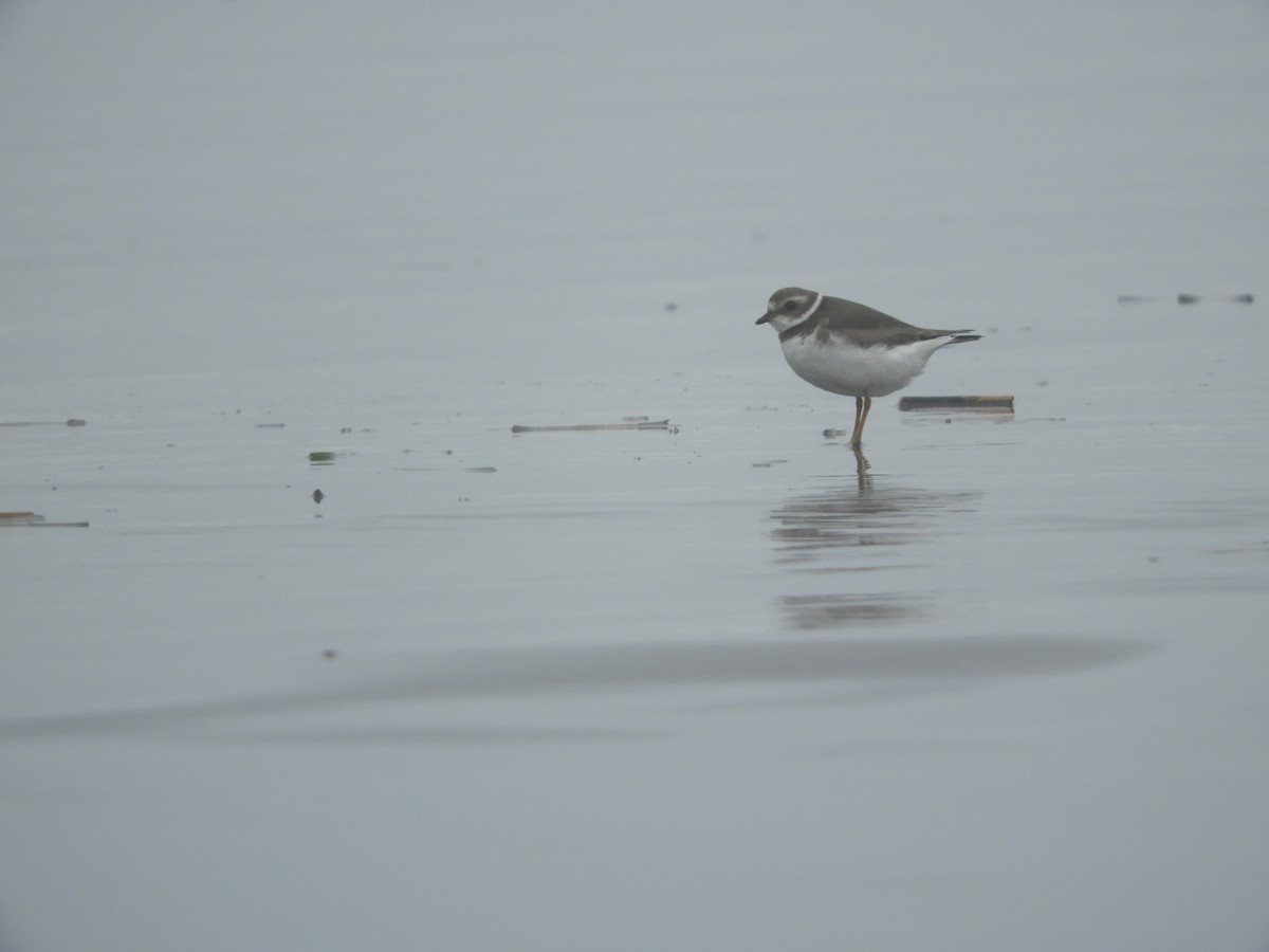 Semipalmated Plover - ML518389521