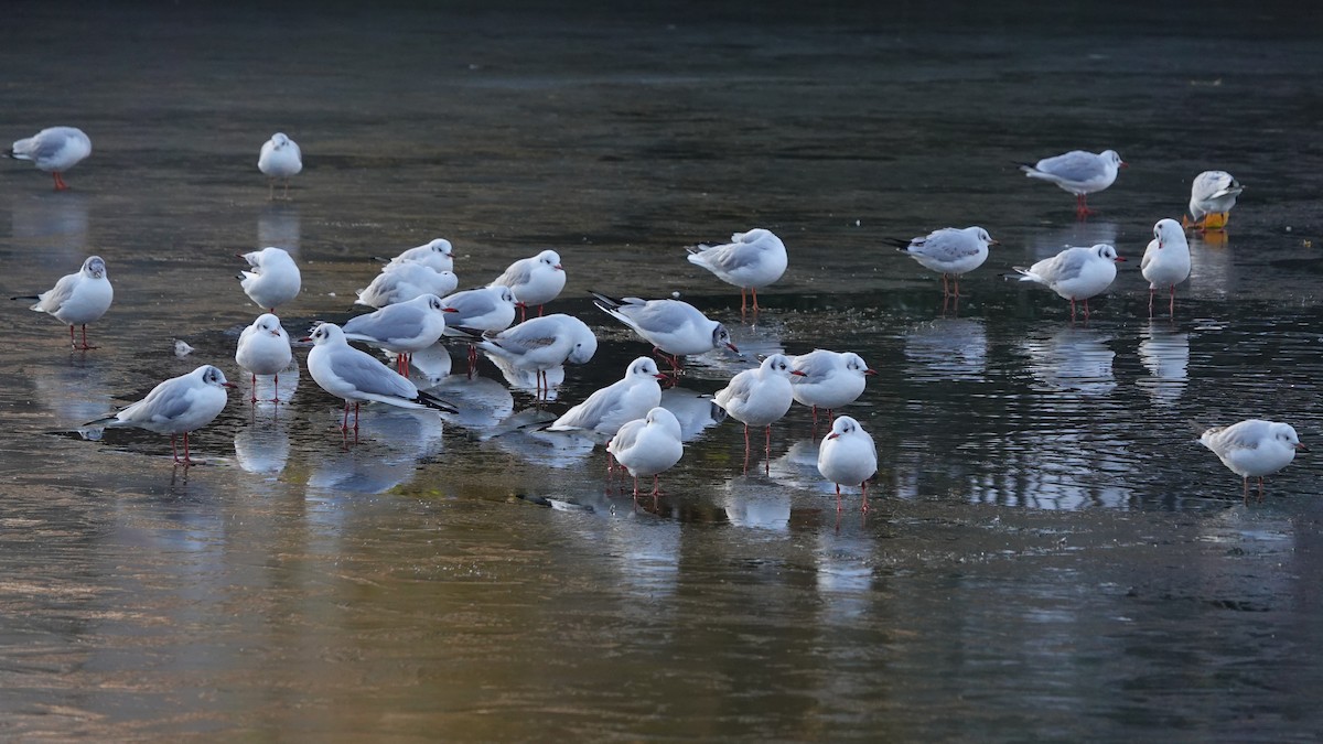 Mouette rieuse - ML518389841