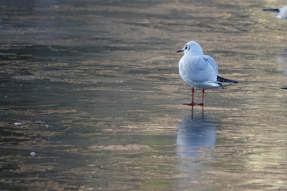 Mouette rieuse - ML518389861