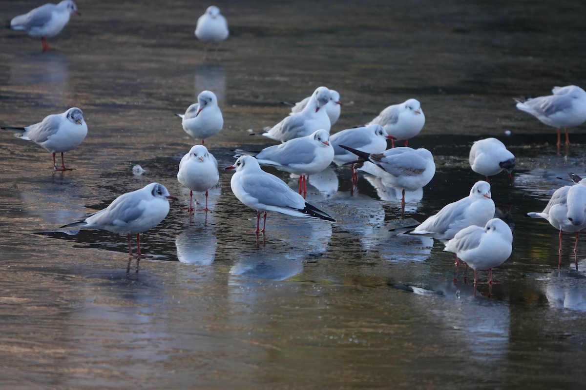 Mouette rieuse - ML518389871
