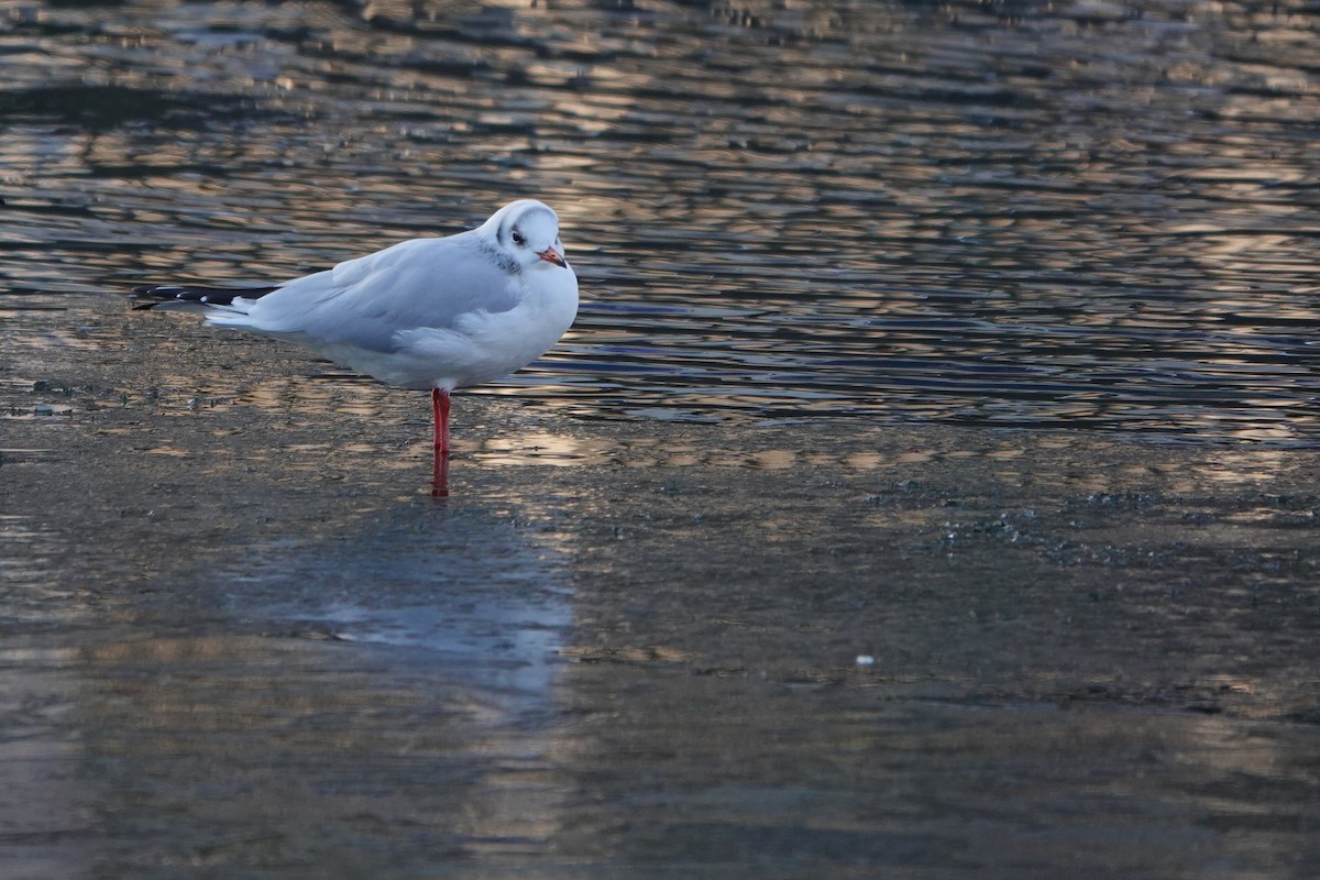 Mouette rieuse - ML518389881