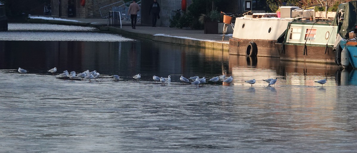 Mouette rieuse - ML518389941