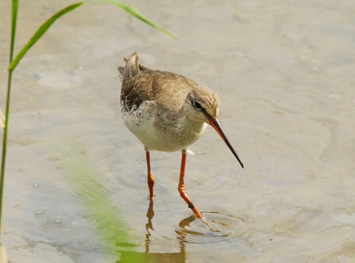 Spotted Redshank - Chung-ying Lin