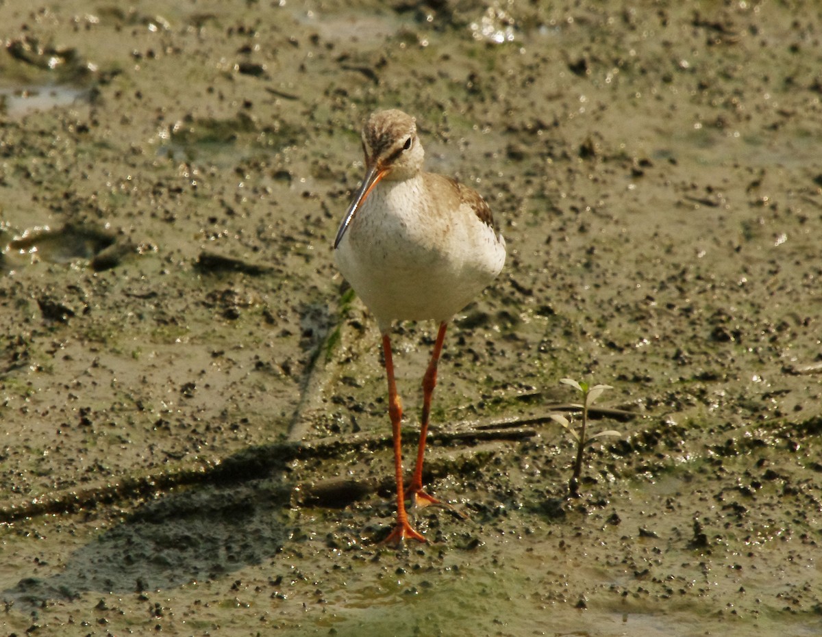 Spotted Redshank - Chung-ying Lin