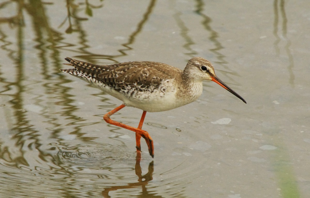Spotted Redshank - Chung-ying Lin