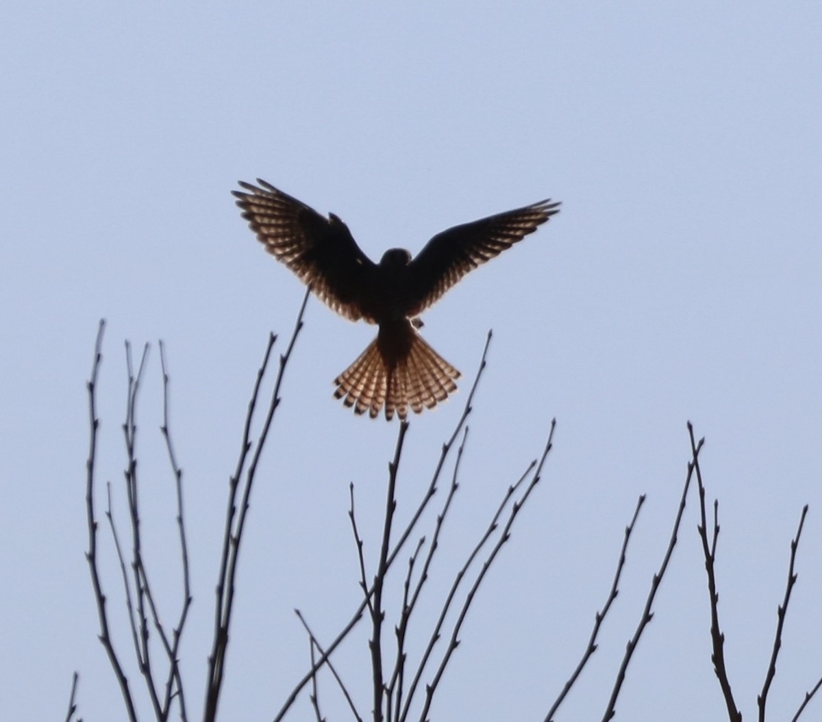 American Kestrel - ML518390841