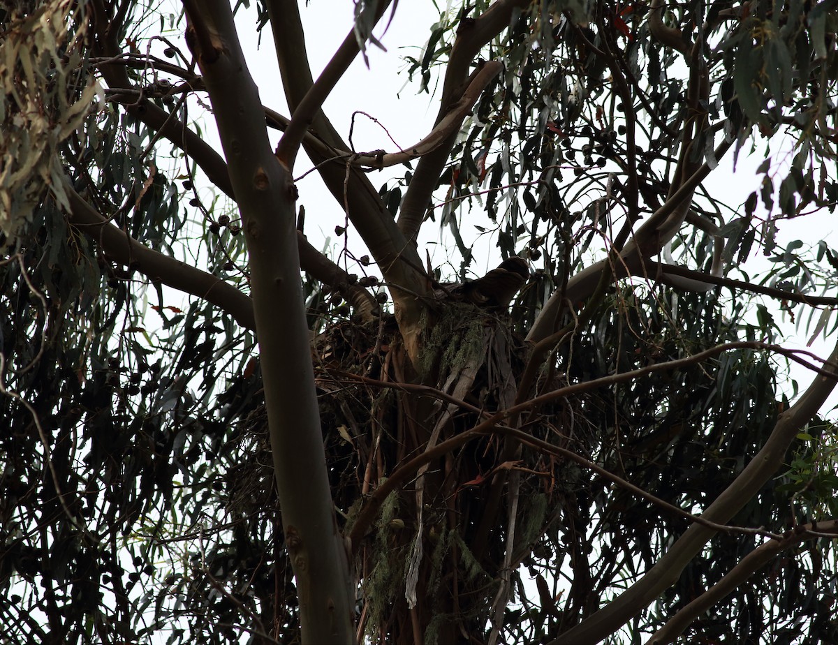 Red-tailed Hawk (calurus/alascensis) - Paul Fenwick