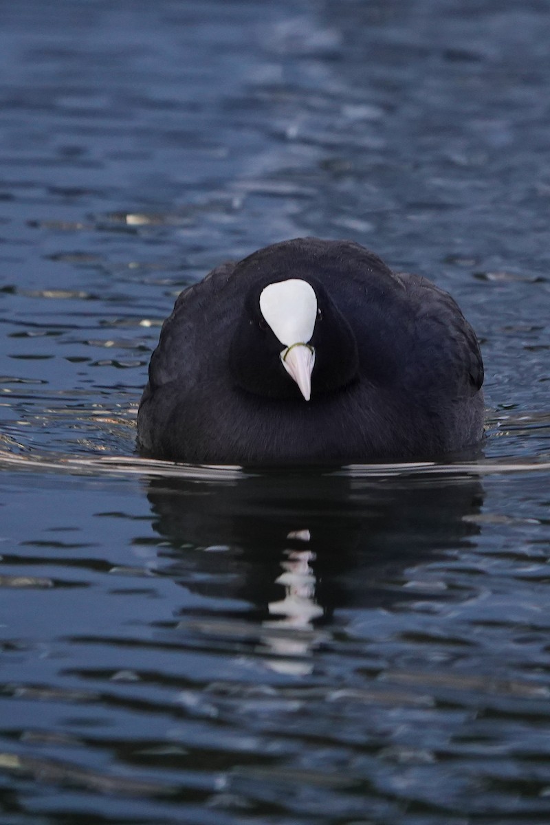 Foulque macroule - ML518390981