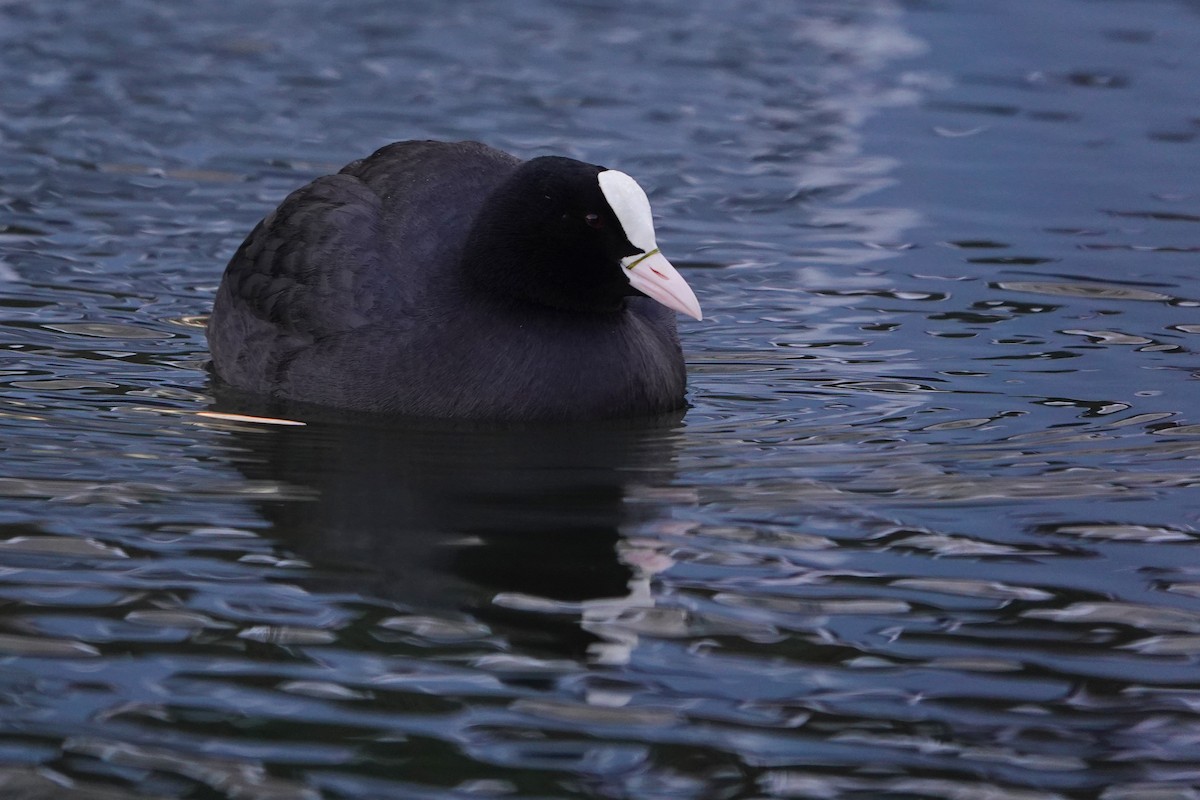 Foulque macroule - ML518391001