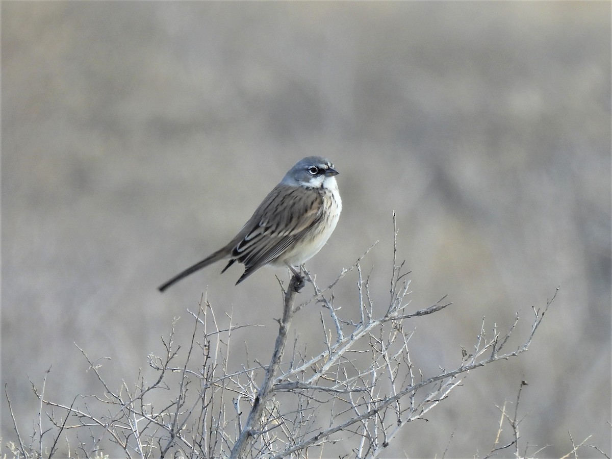 Sagebrush Sparrow - ML518391201