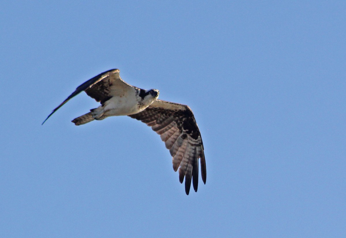 Osprey - Mario Trejo