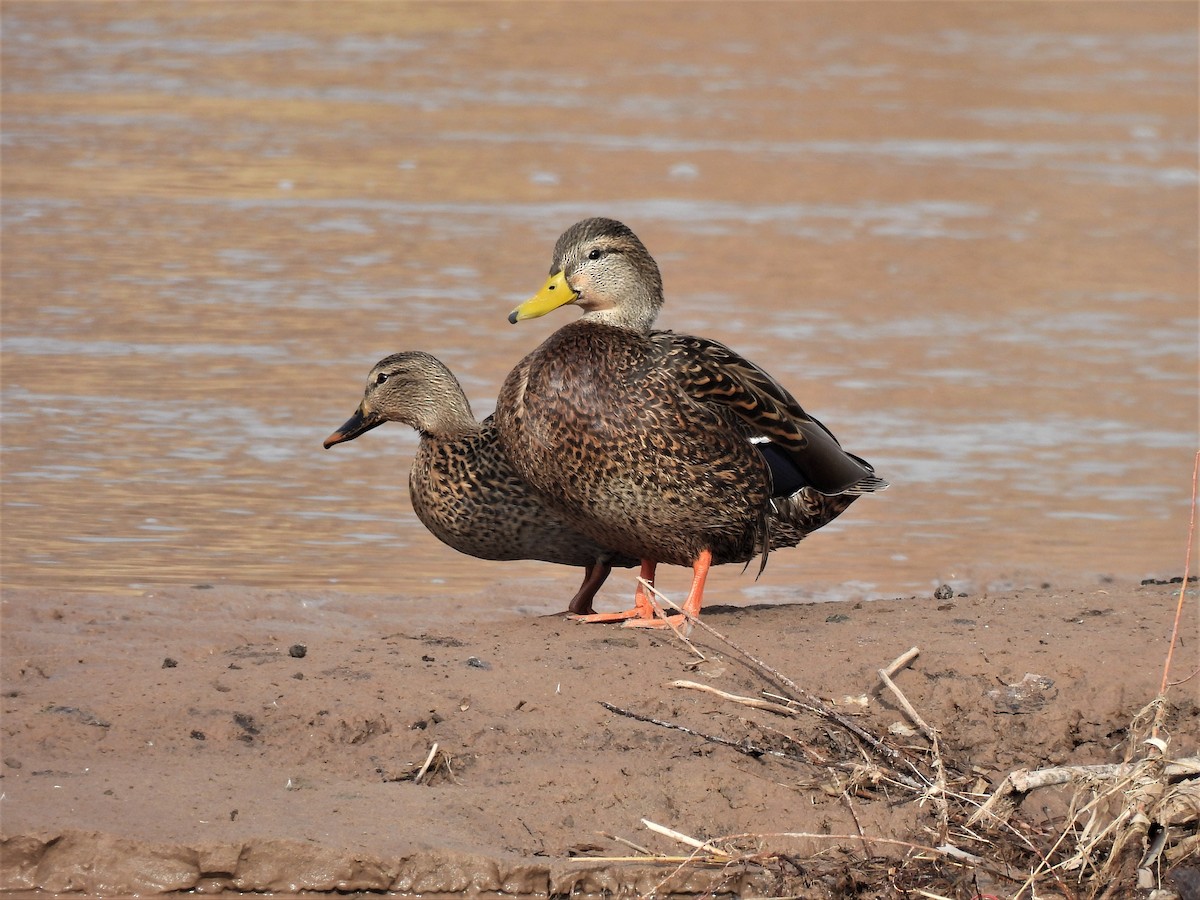 Mexican Duck - ML518391721