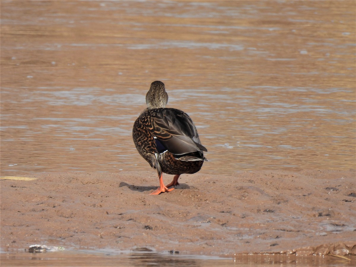 Canard du Mexique - ML518391741