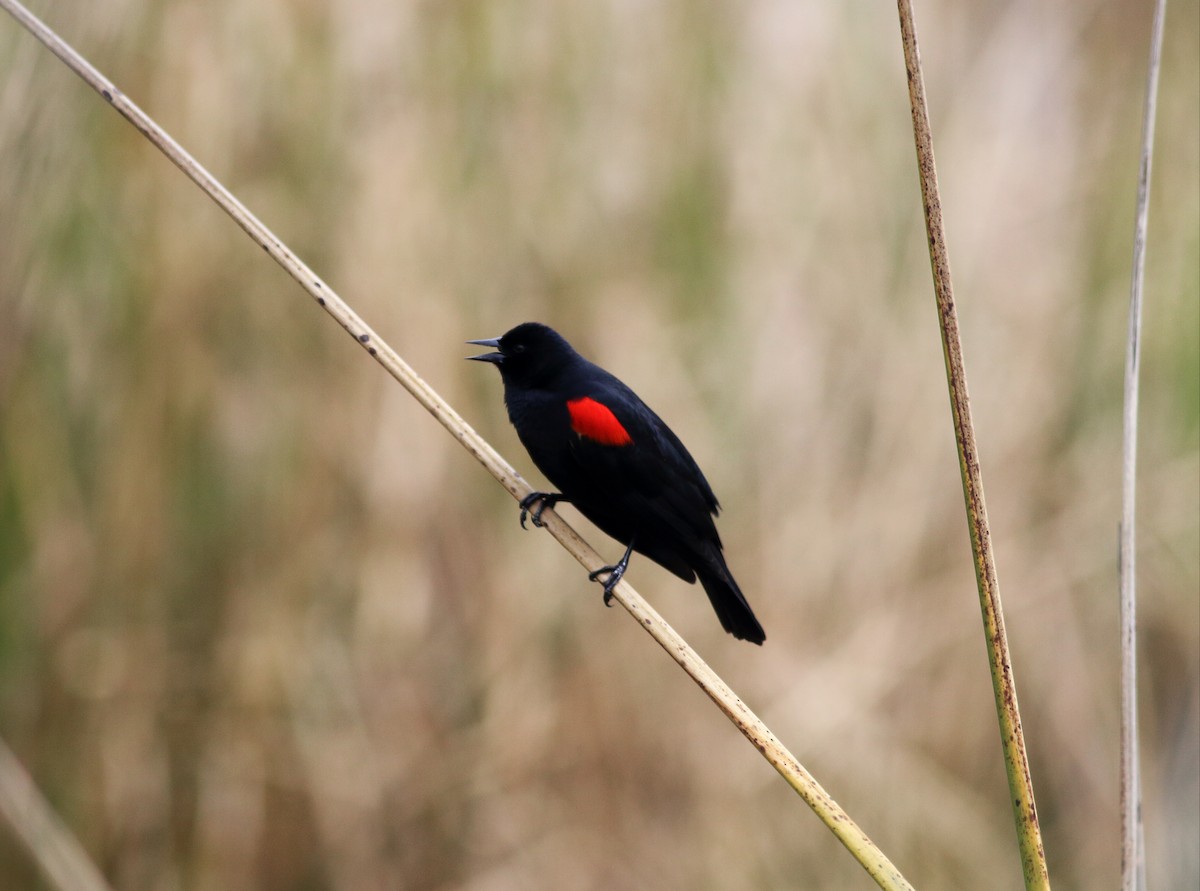 Red-winged Blackbird (California Bicolored) - Paul Fenwick