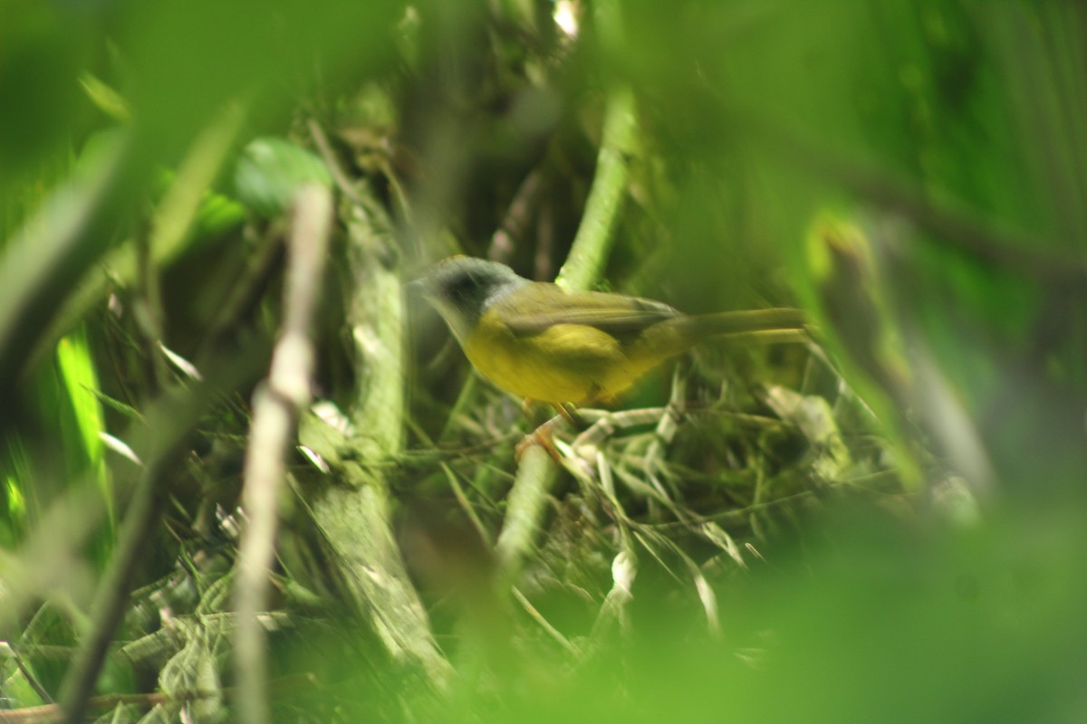 Russet-crowned Warbler - ML518392601