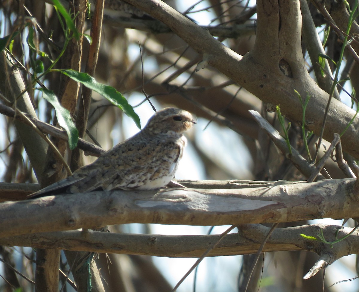 Sand-colored Nighthawk - Iván Lau