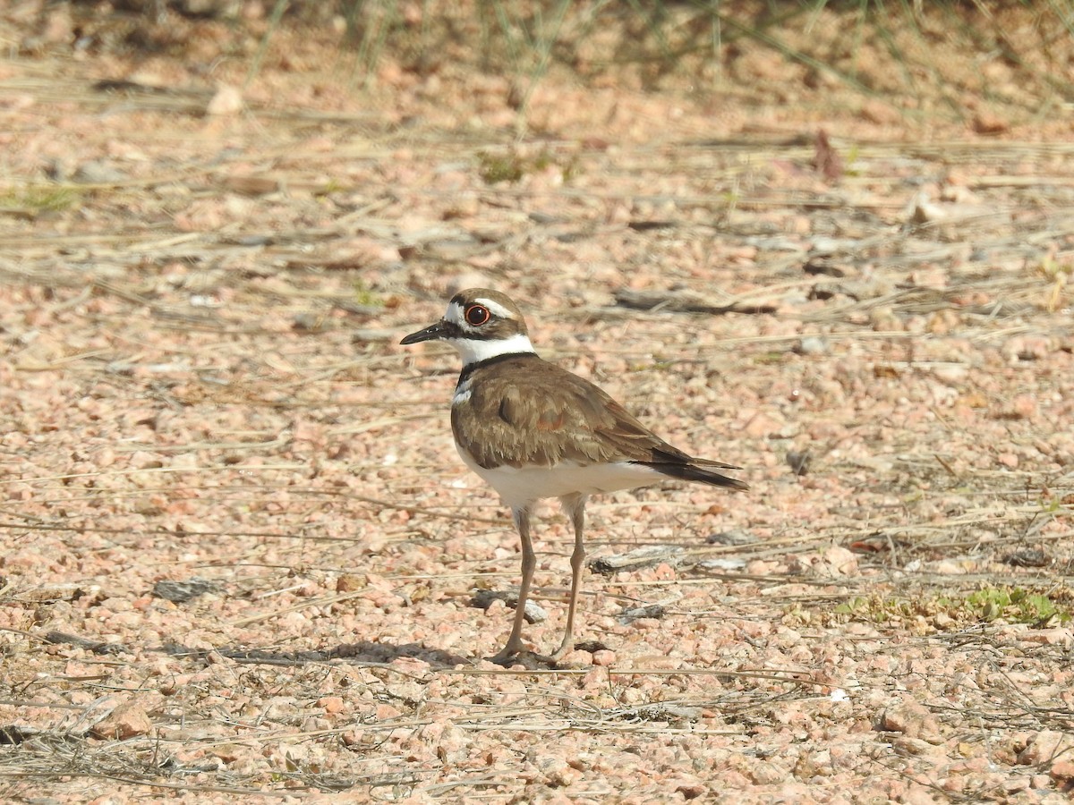 Killdeer - ML51839431