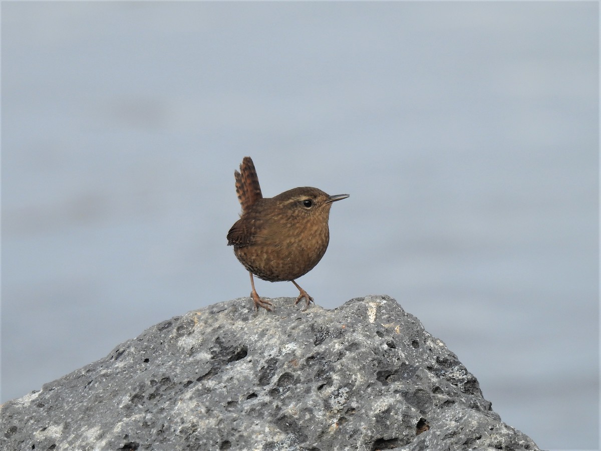 Pacific Wren - ML518394761