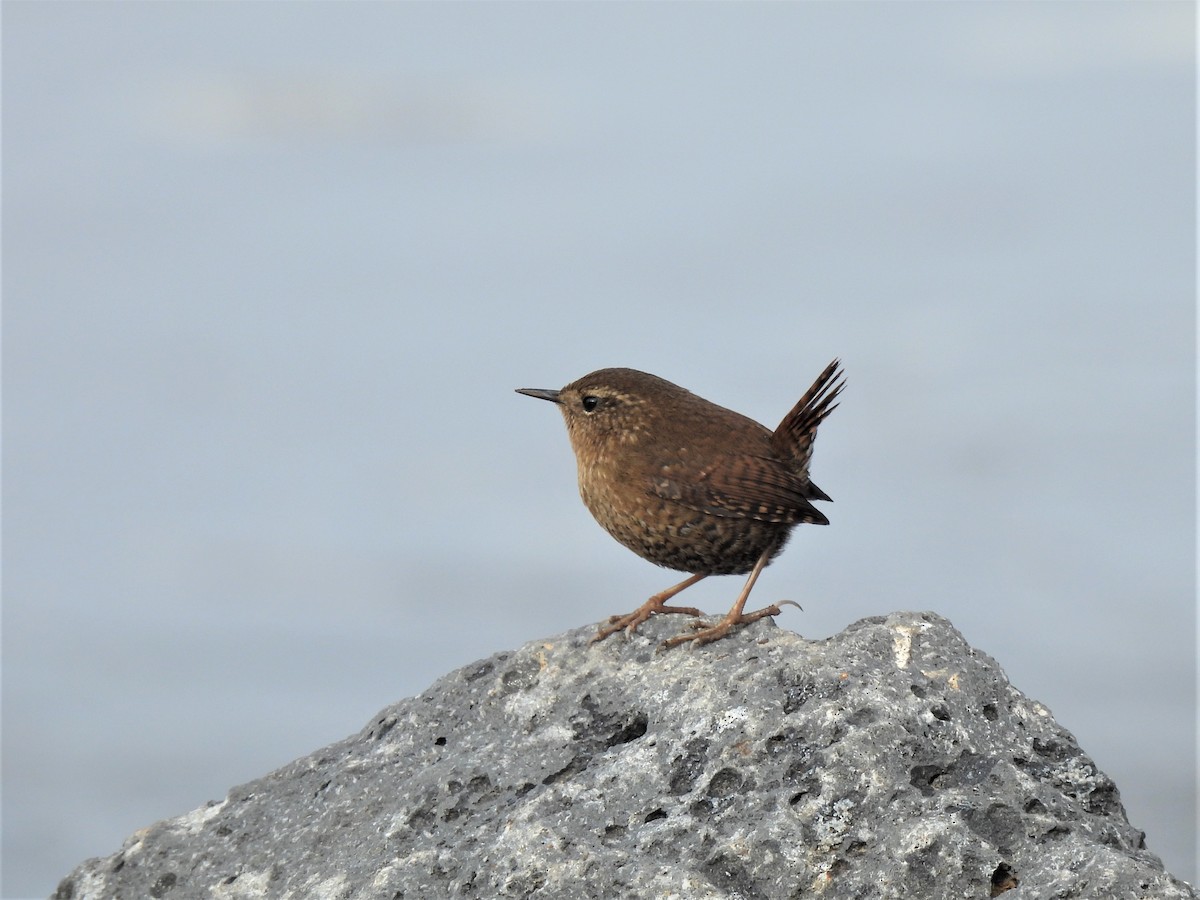 Pacific Wren - ML518394771