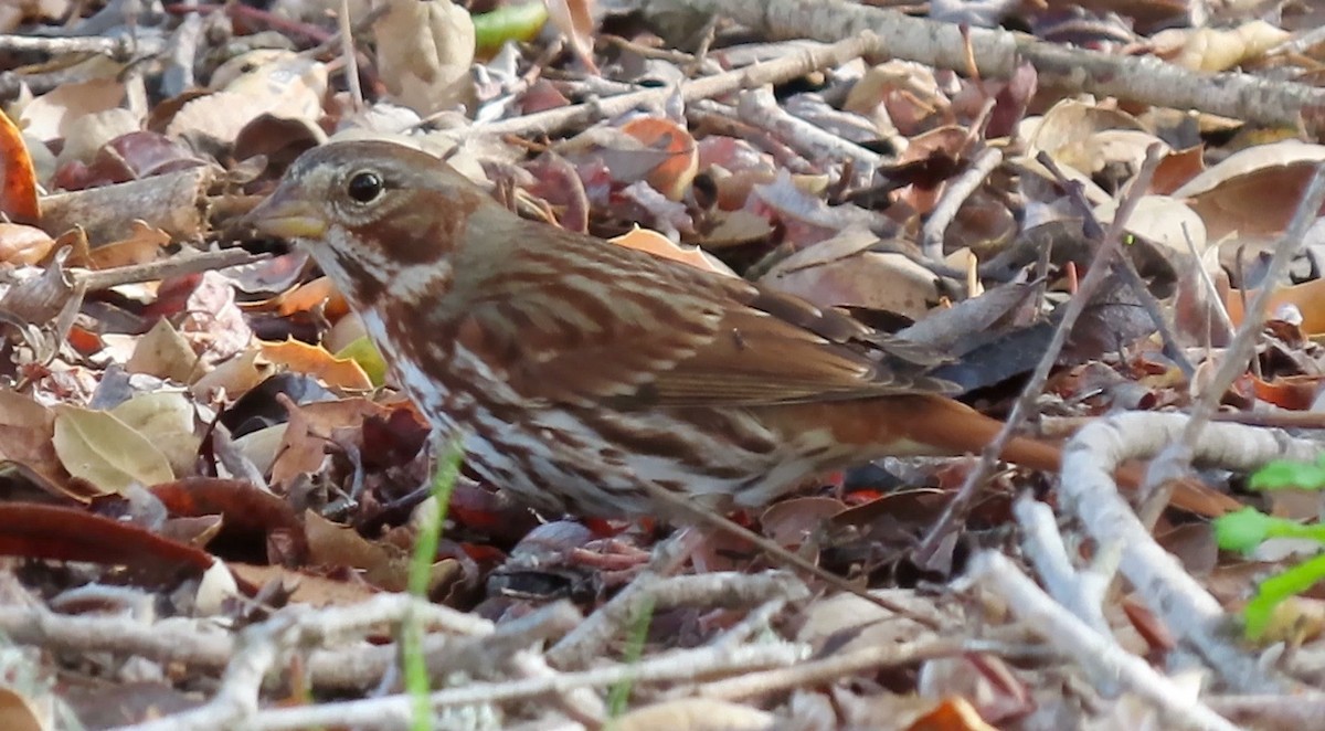 Fox Sparrow (Red) - ML518394941