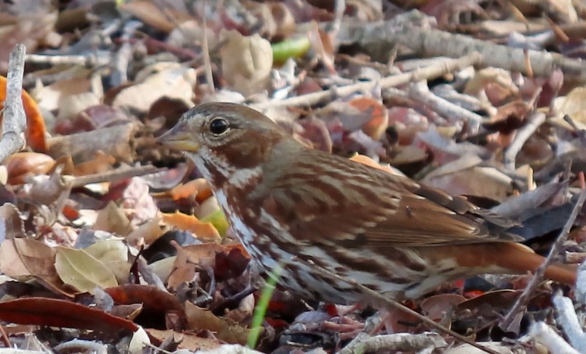 Fox Sparrow (Red) - ML518395081
