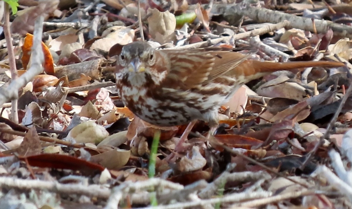 Fox Sparrow (Red) - ML518395111