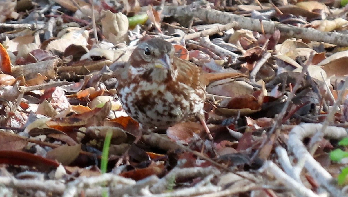 Fox Sparrow (Red) - ML518395141