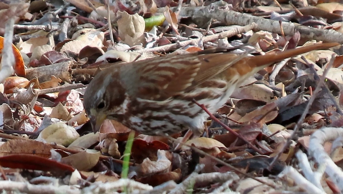 Fox Sparrow (Red) - ML518395171