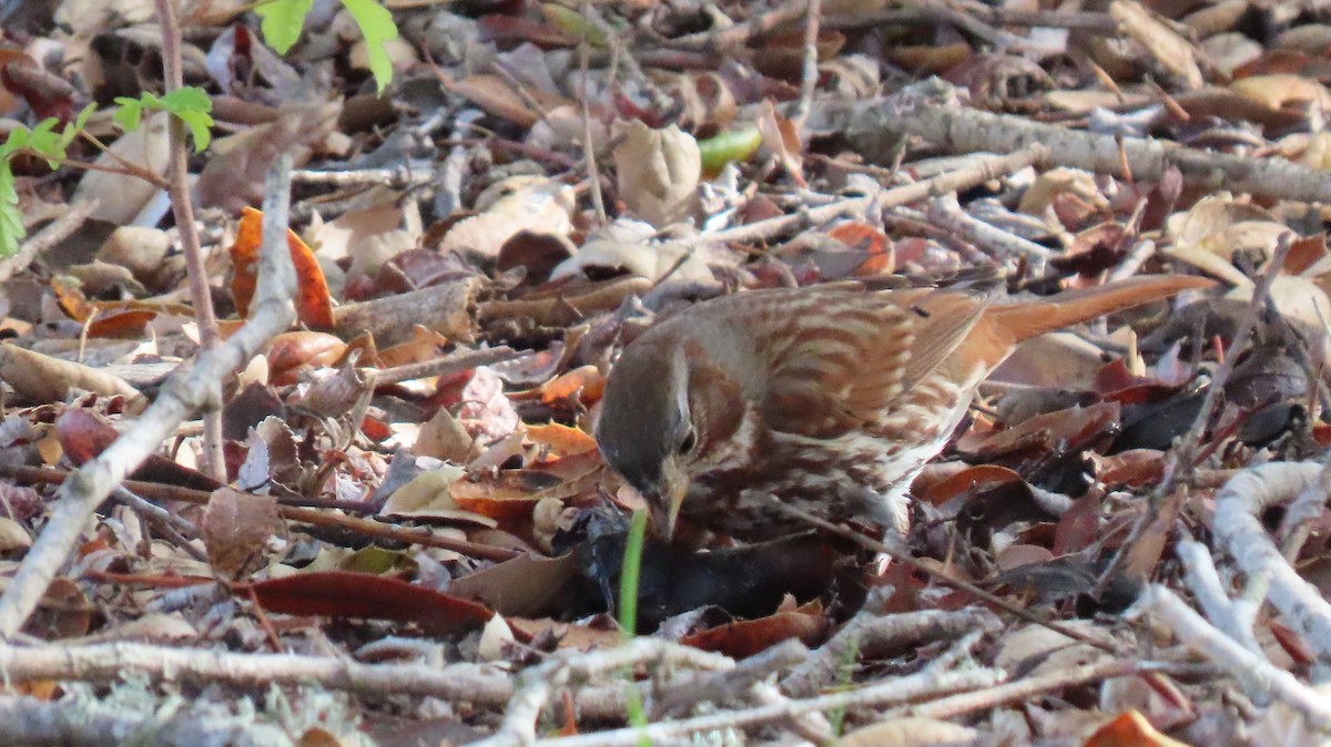 Fox Sparrow (Red) - ML518395211