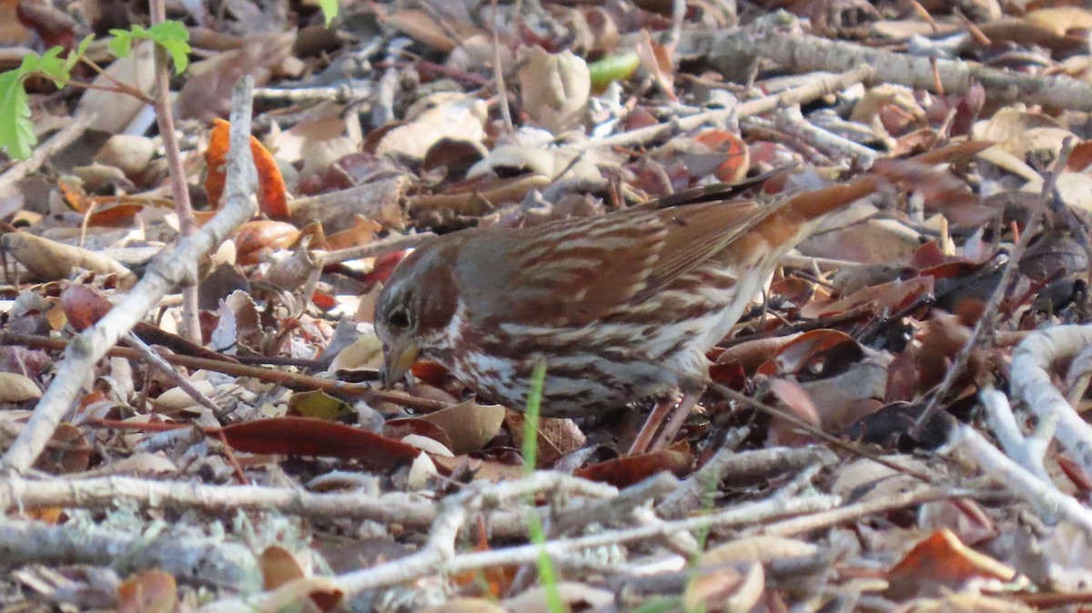 Fox Sparrow (Red) - ML518395261